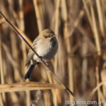 问鼎PG:探索游戏文化与玩家社区的互动 fk76m