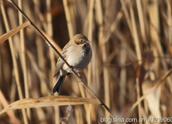 问鼎PG:探索游戏文化与玩家社区的互动 问鼎PG:探索游戏文化与玩家社区的互动