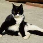 问鼎app下载:应用内活动与用户福利介绍 lp9ujk