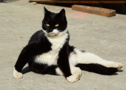 问鼎app下载:应用内活动与用户福利介绍 问鼎app下载:应用内活动与用户福利介绍