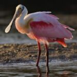 问鼎app下载:适合哪些用户群体的应用 sev43b