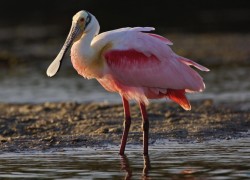 问鼎app下载:适合哪些用户群体的应用 问鼎app下载:适合哪些用户群体的应用